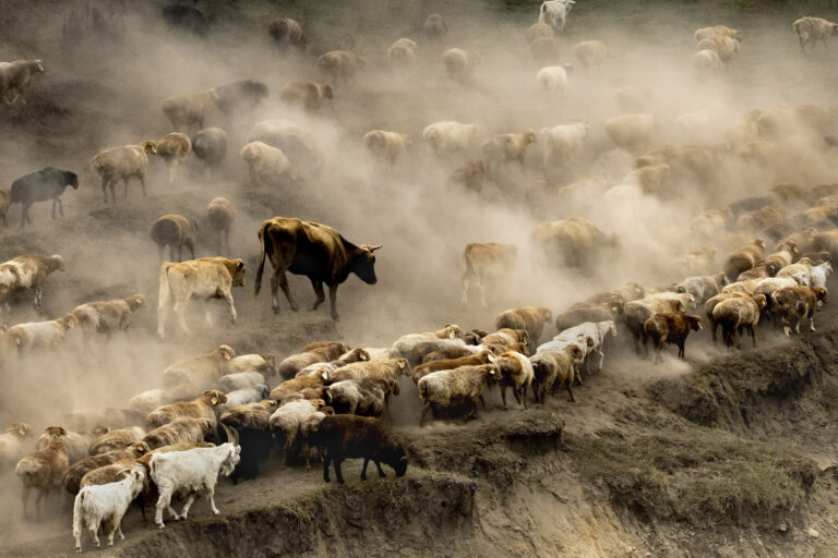 The Wild Visitors - The Wild Visitors 6